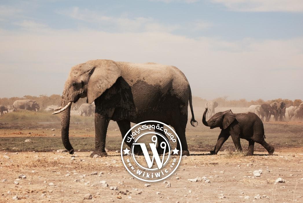 معلومات عن الفيل الفرق بين الفيلة والماموث Wiki Wic ويكي ويك