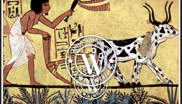 تاريخ اكتشاف الزراعة