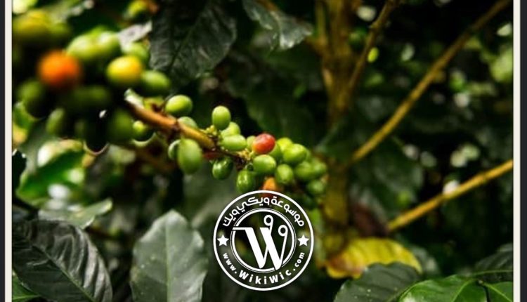 زراعة شجرة القهوة