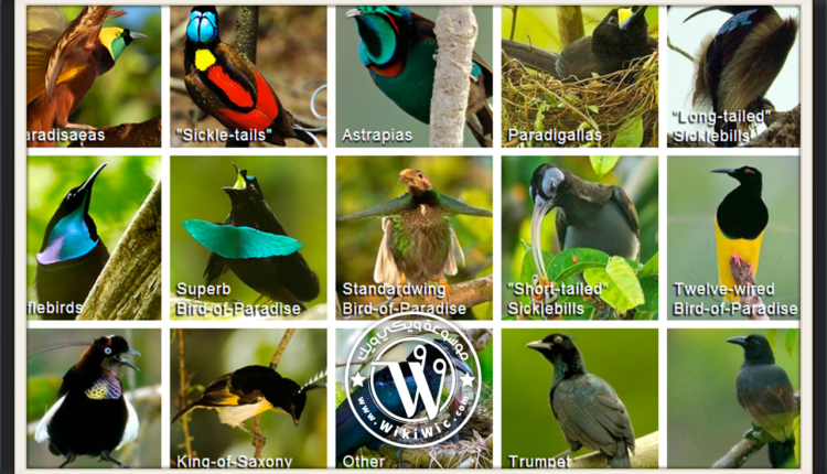 أنواع الطيور في العالم